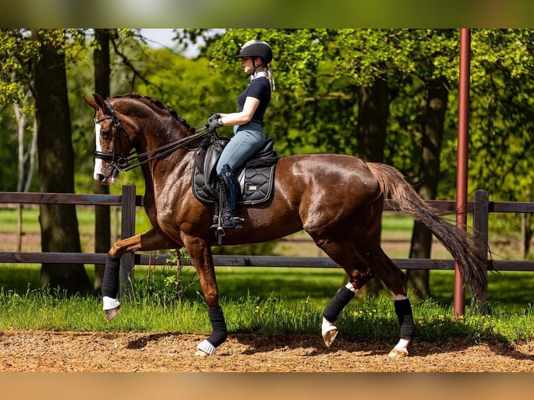 Oldenburger Merrie 18 Jaar 172 cm Donkere-vos in Erp