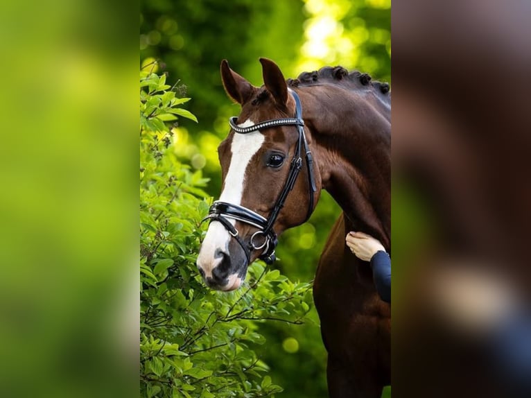 Oldenburger Merrie 18 Jaar 172 cm Donkere-vos in Erp