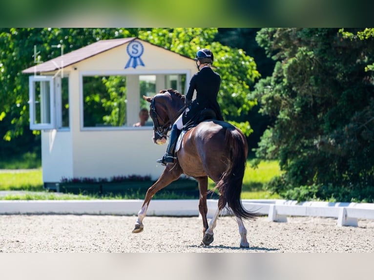 Oldenburger Merrie 18 Jaar 172 cm Donkere-vos in Erp