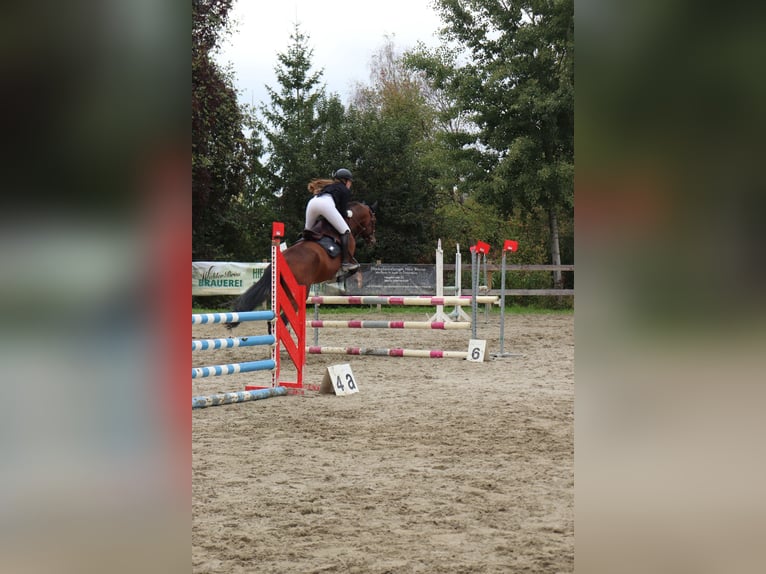Oldenburger Merrie 18 Jaar 175 cm Bruin in Bad Waldsee