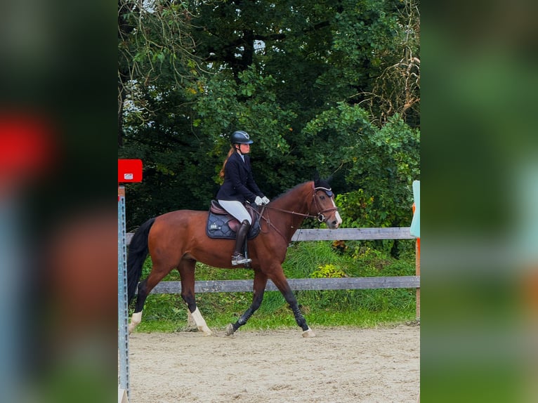 Oldenburger Merrie 18 Jaar 175 cm Bruin in Bad Waldsee