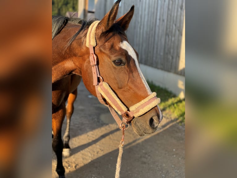 Oldenburger Merrie 19 Jaar 150 cm Bruin in Kuchl