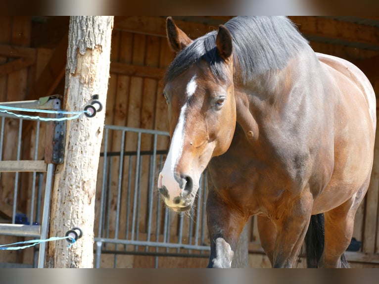 Oldenburger Merrie 19 Jaar 165 cm Bruin in Gutau