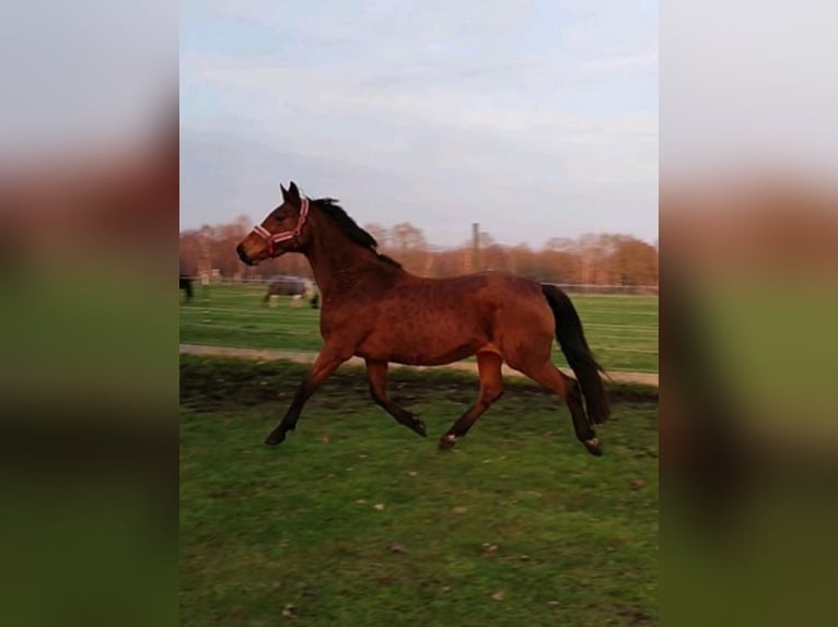 Oldenburger Merrie 19 Jaar 165 cm Bruin in Stade