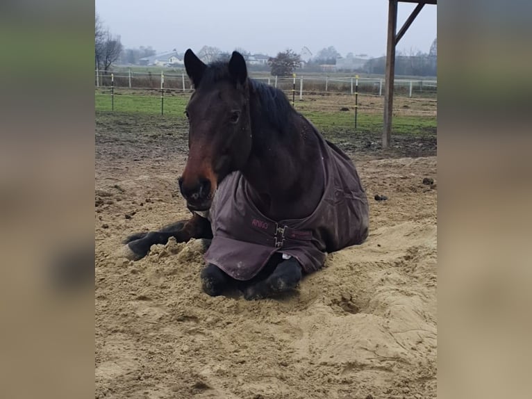 Oldenburger Merrie 19 Jaar 165 cm Bruin in Münchsmünster