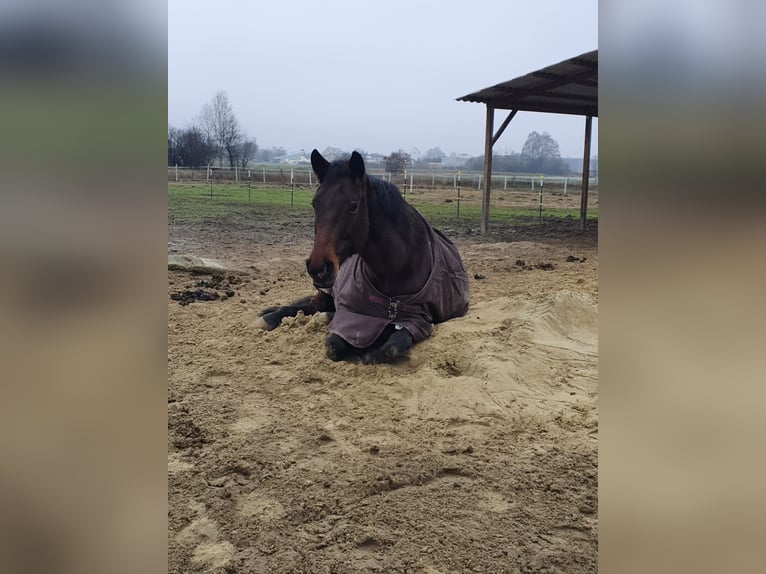 Oldenburger Merrie 19 Jaar 165 cm Donkerbruin in Münchsmünster