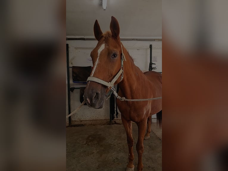 Oldenburger Merrie 19 Jaar 165 cm Vos in Niederkassel