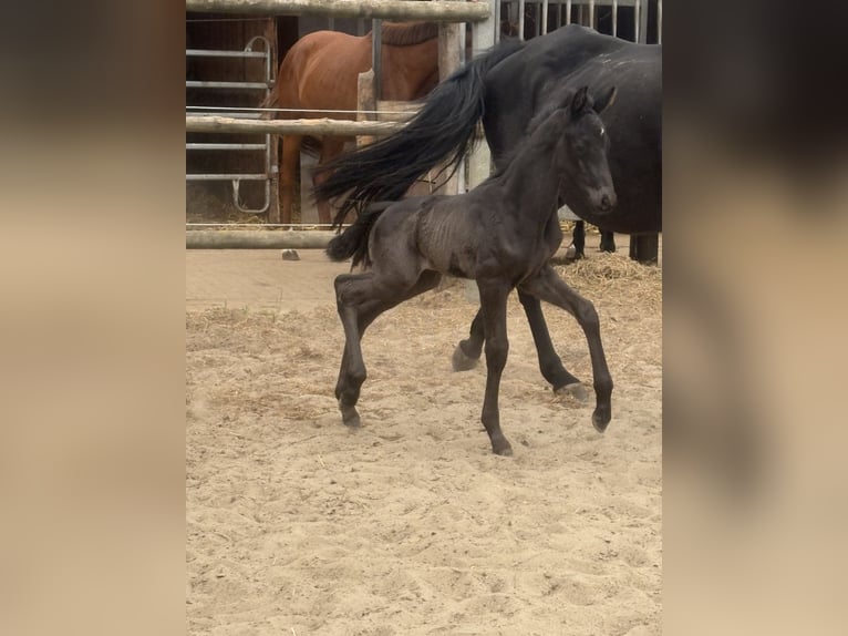Oldenburger Merrie 19 Jaar 170 cm Zwart in Brockum