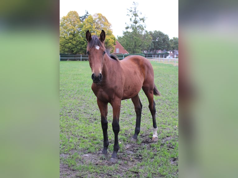 Oldenburger Mix Merrie 1 Jaar 140 cm Bruin in Bösel