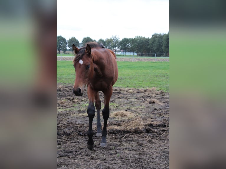 Oldenburger Mix Merrie 1 Jaar 140 cm Bruin in Bösel