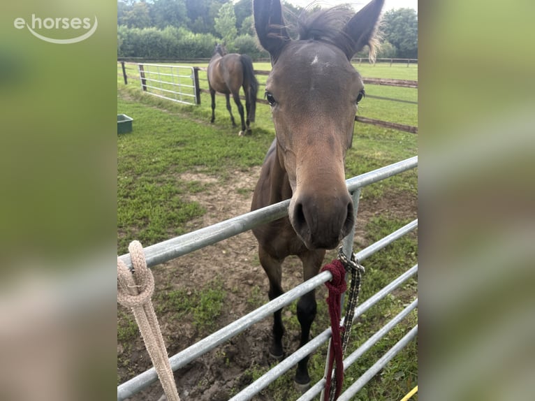 Oldenburger Merrie 1 Jaar 140 cm Donkerbruin in Ascheberg