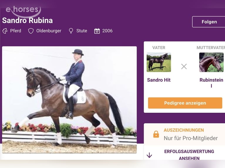 Oldenburger Merrie 1 Jaar 140 cm Donkerbruin in Ascheberg