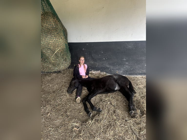 Oldenburger Merrie 1 Jaar 140 cm Schimmel in Gogołowa