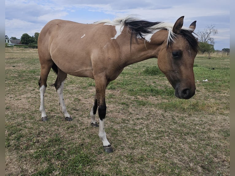 Oldenburger Mix Merrie 1 Jaar 143 cm Grullo in Gol&#xDF;en