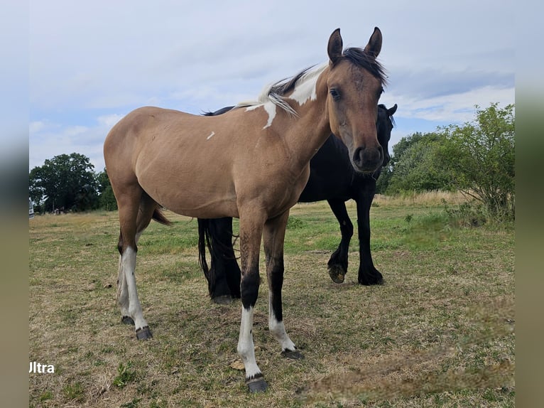 Oldenburger Mix Merrie 1 Jaar 143 cm Grullo in Gol&#xDF;en
