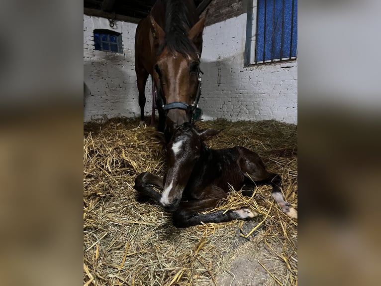 Oldenburger Merrie 1 Jaar 152 cm Bruin in Esens