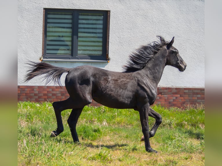 Oldenburger Merrie 1 Jaar 155 cm Schimmel in Gogołowa