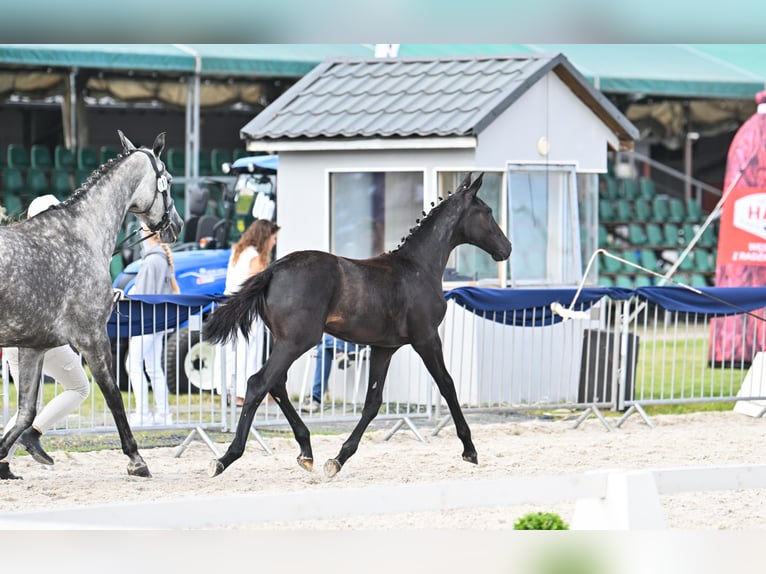 Oldenburger Merrie 1 Jaar 155 cm Schimmel in Gogołowa