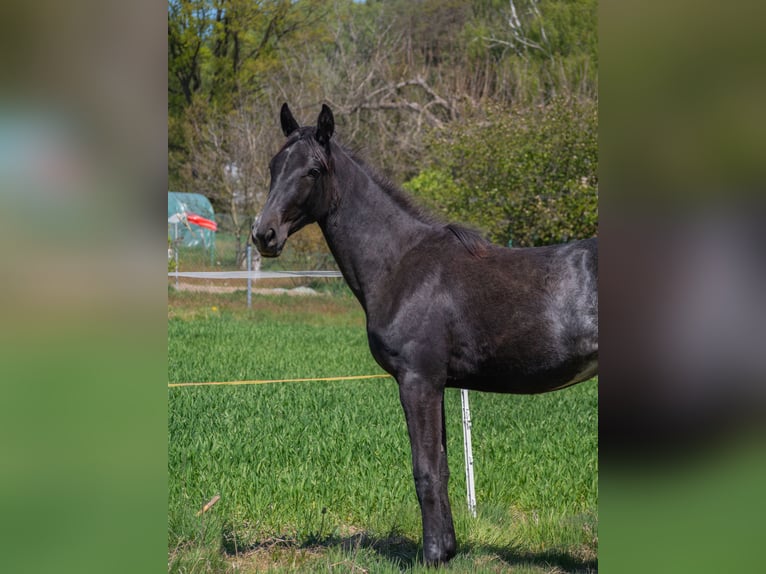 Oldenburger Merrie 1 Jaar 155 cm Schimmel in Gogołowa