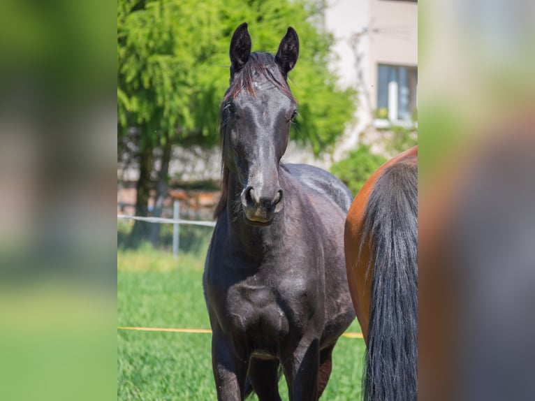 Oldenburger Merrie 1 Jaar 155 cm Schimmel in Gogołowa