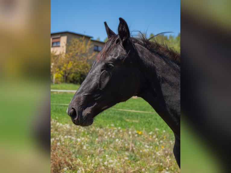 Oldenburger Merrie 1 Jaar 155 cm Schimmel in Gogołowa