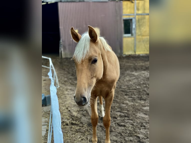 Oldenburger Mix Merrie 1 Jaar 163 cm Palomino in Offenbach