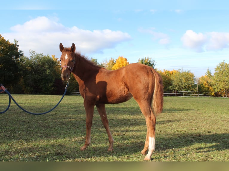 Oldenburger Mix Merrie 1 Jaar 165 cm Vos in Zapfendorf