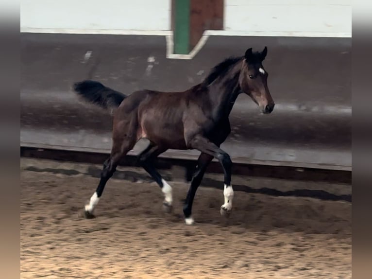 Oldenburger Merrie 1 Jaar 166 cm Donkerbruin in Bramsche