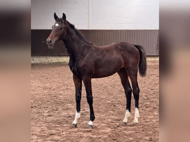 Oldenburger Merrie 1 Jaar 166 cm Donkerbruin in Bramsche