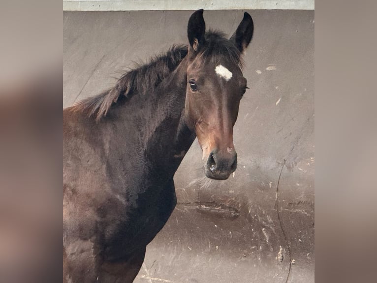 Oldenburger Merrie 1 Jaar 166 cm Donkerbruin in Bramsche