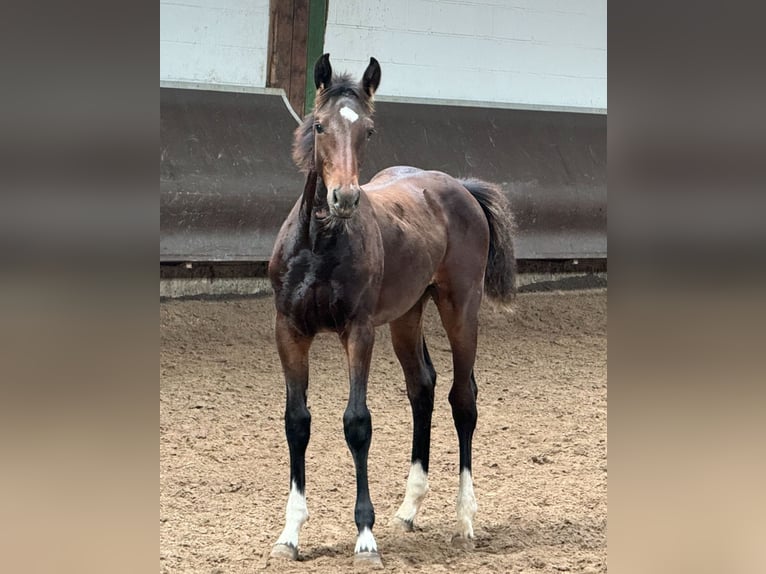 Oldenburger Merrie 1 Jaar 166 cm Donkerbruin in Bramsche