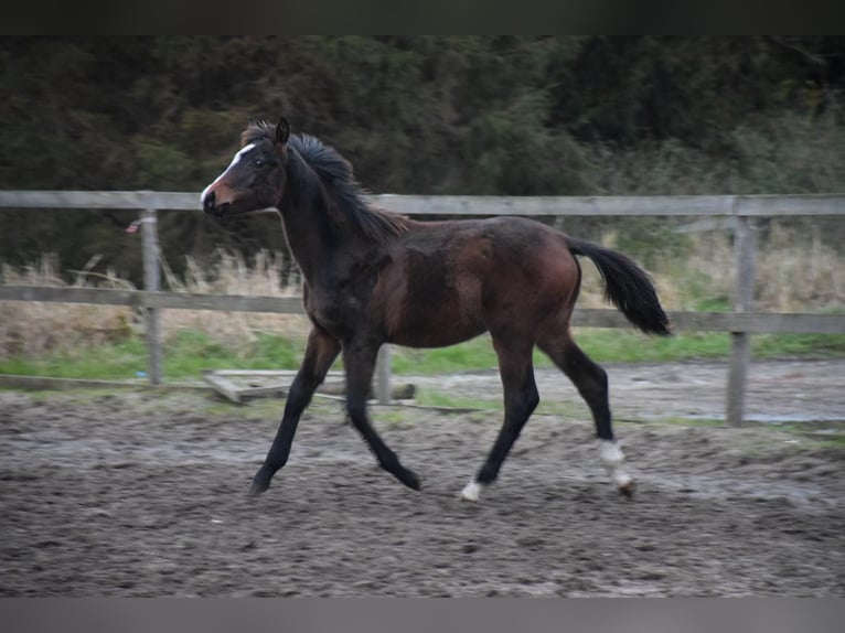 Oldenburger Merrie 1 Jaar 168 cm Bruin in breendonk