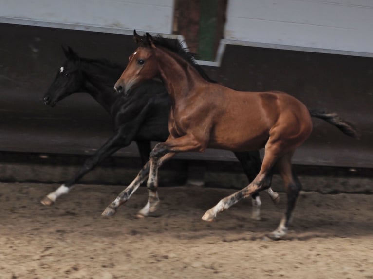 Oldenburger Merrie 1 Jaar 168 cm Bruin in Bramsche