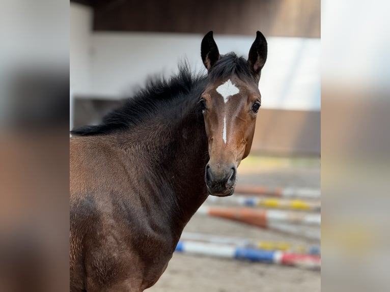 Oldenburger Merrie 1 Jaar 168 cm Bruin in Bramsche