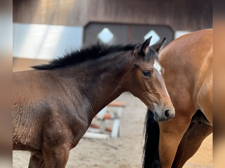 Oldenburger Merrie 1 Jaar 168 cm Bruin in Bramsche