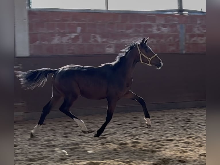 Oldenburger Merrie 1 Jaar 168 cm Donkerbruin in Langwedel