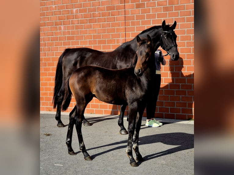 Oldenburger Merrie 1 Jaar 168 cm Donkerbruin in Ochtersum