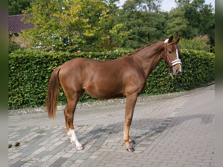 Oldenburger Merrie 1 Jaar 168 cm Donkere-vos in Edewecht