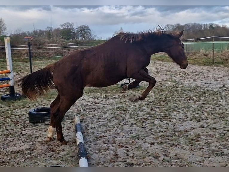 Oldenburger Merrie 1 Jaar 168 cm Donkere-vos in Wittmund