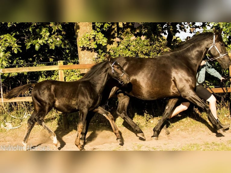 Oldenburger Merrie 1 Jaar 168 cm Zwart in Vesthimmerland