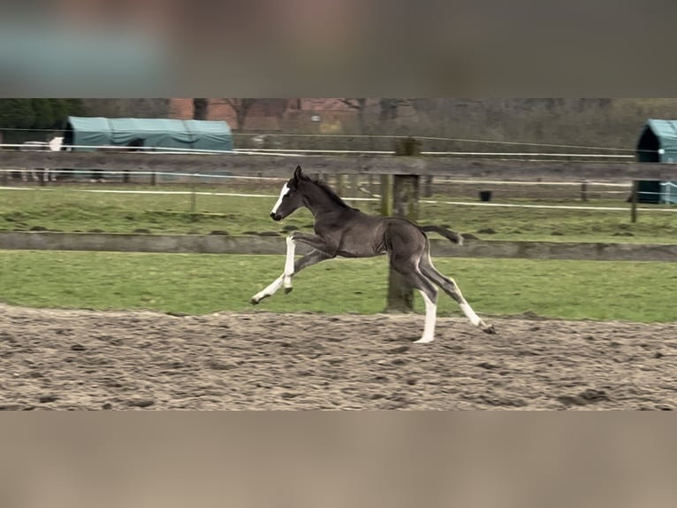 Oldenburger Merrie 1 Jaar 168 cm Zwart in Bramsche