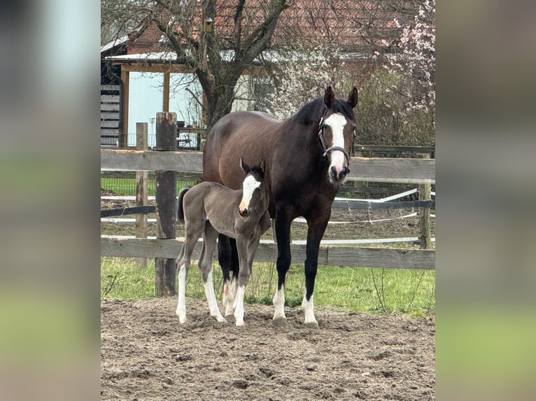 Oldenburger Merrie 1 Jaar 168 cm Zwart in Bramsche