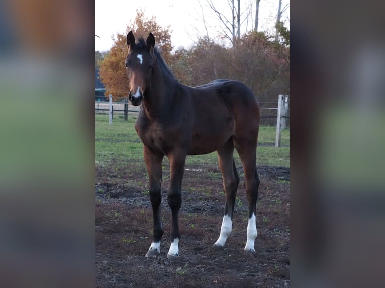 Oldenburger Merrie 1 Jaar 169 cm Bruin in Bramsche