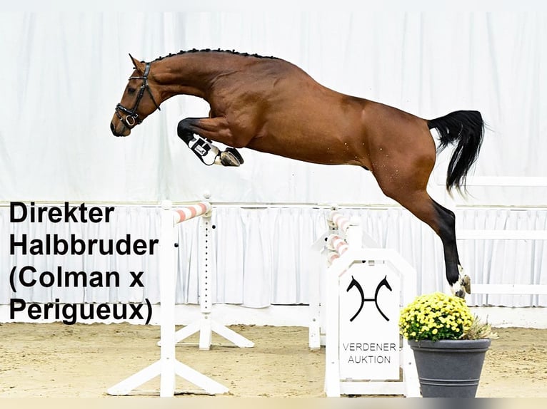 Oldenburger Merrie 1 Jaar 169 cm Bruin in Bramsche