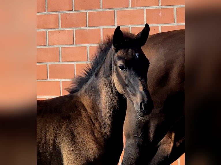Oldenburger Merrie 1 Jaar 169 cm Donkerbruin in Ochtersum