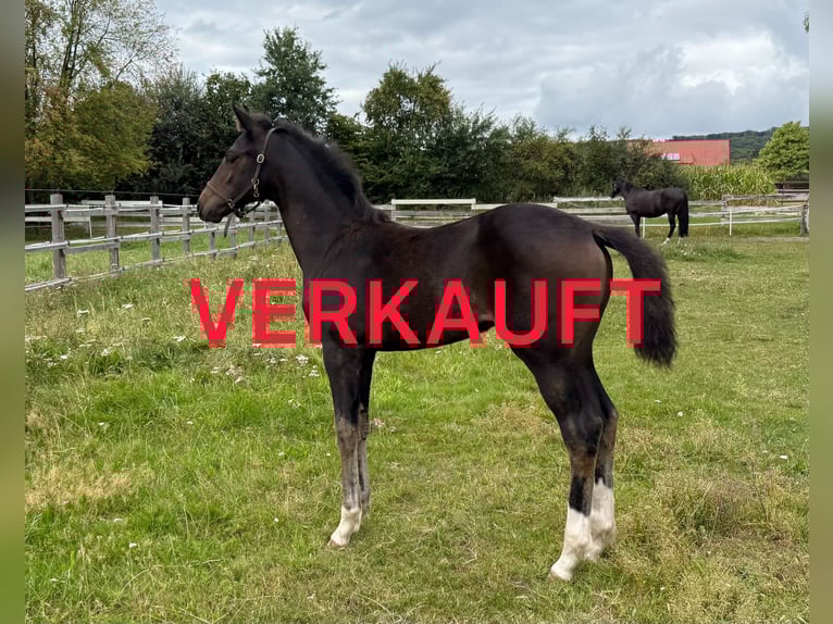 Oldenburger Merrie 1 Jaar 169 cm  in Lengerich