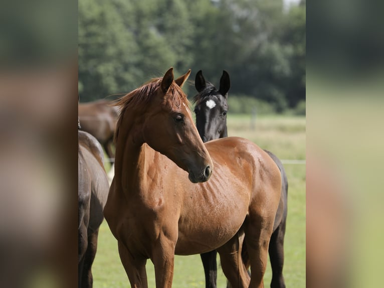 Oldenburger Merrie 1 Jaar 169 cm Vos in Belgern