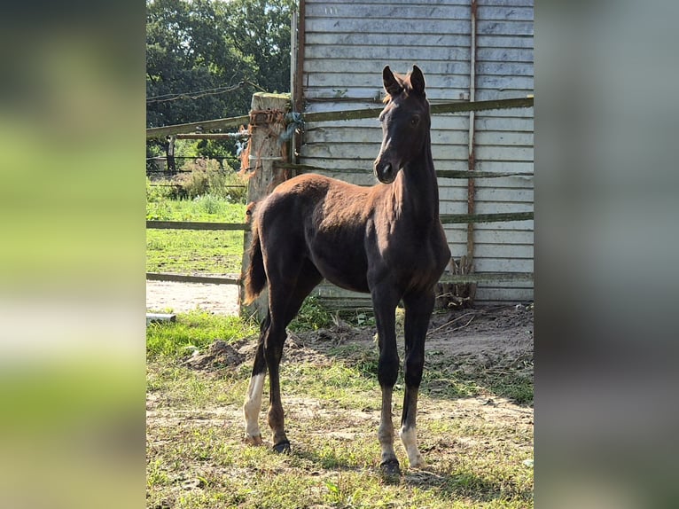 Oldenburger Merrie 1 Jaar 169 cm Zwart in Ehrenburg