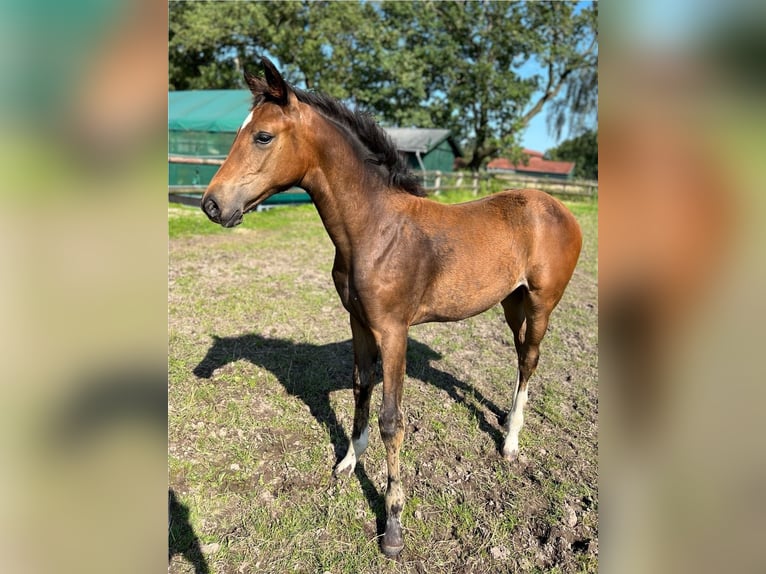 Oldenburger Merrie 1 Jaar 170 cm Bruin in Ganderkesee