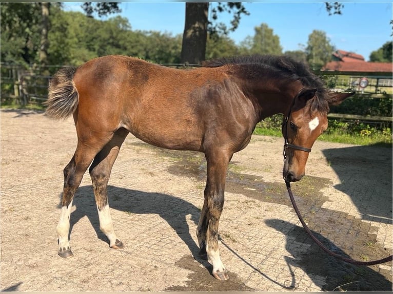 Oldenburger Merrie 1 Jaar 170 cm Bruin in Ganderkesee